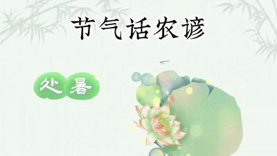 节气话农谚-处暑