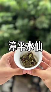 乌龙茶中唯一的紧压茶@林木先生的茶