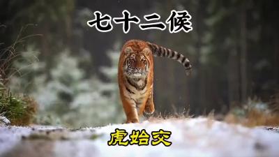 大雪二候-虎始交