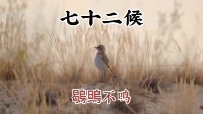 大雪初候-鹖鴠不鸣