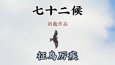 大寒二候-征鸟厉疾