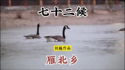 小寒初候-雁北乡