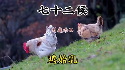 大寒初候-鸡始乳@七十二候