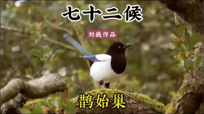 小寒二候-鹊始巢