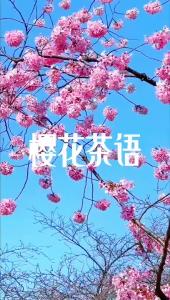 樱花茶语@林木先生的茶