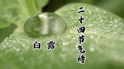 白露@二十四节气诗
