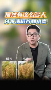居然有这么多人分不清稻谷和小麦@阿喆观点