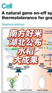 南方好米，湖北公布水稻大成果@老杨谈谈