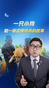 一只小狗和一座温暖城市的故事@阿喆观点