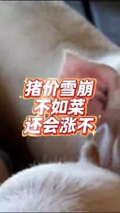 猪价雪崩不如菜，还会涨不？@老杨谈谈